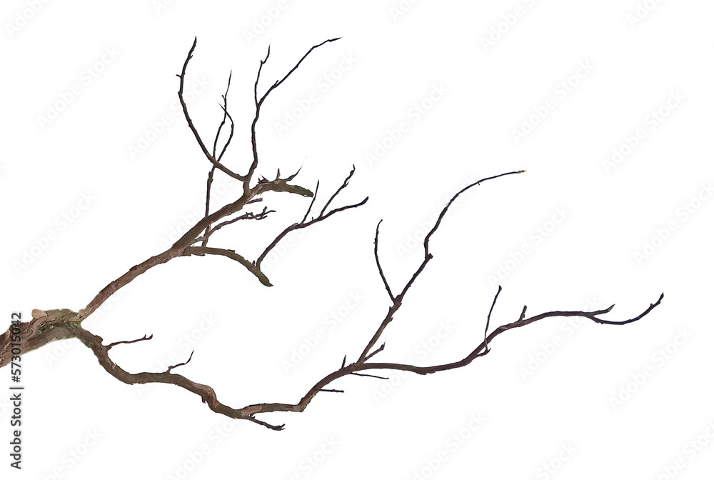 Wall mural dry branch isolated on white background