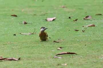 Female woodpecker on grass