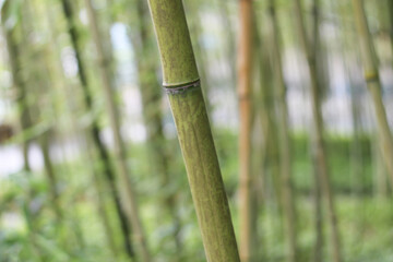 Bamboo stalk in forest