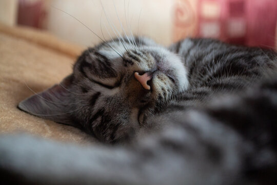 cute cat Lucy is sleeping 