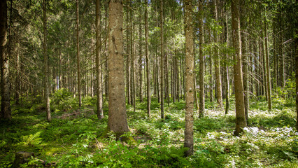 Obraz premium natural alpine forest in austria in summer