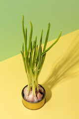 Germinated garlic sprouts on a yellow background.