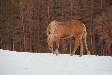 Schneebad im Abendrot. Schönes Pferd im Schnee am Waldrand bei Sonnenuntergang