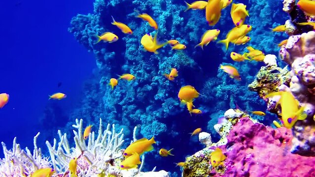 Underwater landscape, coral reef with many tropical fish of different species against the backdrop of blue water in the Red Sea