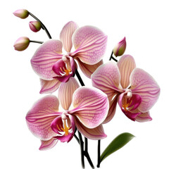 Naklejka na ściany i meble Pink, Yellow, Orchid Bloom, Full-Color Illustration, Transparent Background, PNG, Generative AI
