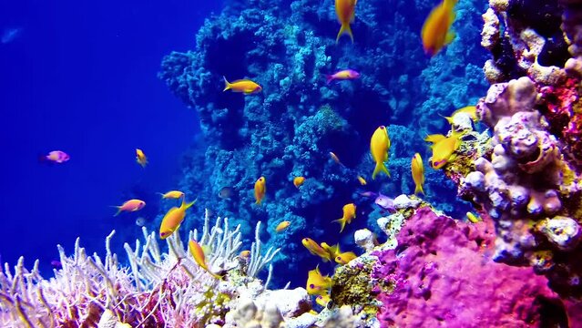 Underwater landscape, coral reef with many tropical fish of different species against the backdrop of blue water in the Red Sea