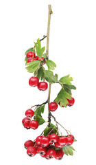 wooden branch with red fruits