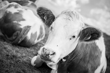 relaxed dairy cow in the alps free decision