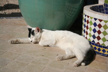 Naklejka na ściany i meble Cat sunbathing and taking a nap