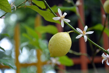 Closeup of a branch of a lemon plant (Citrus limon) with a fruit and two beautiful white blossoms