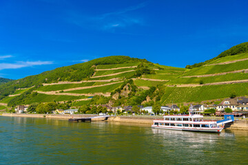 Touristic cruise passenger motor ship boat and vineyards in Ruedesheim Assmannshausen, Rudesheim am Rhein Rhine, Rheingau-Taunus-Kreis, Darmstadt, Hessen, Germany