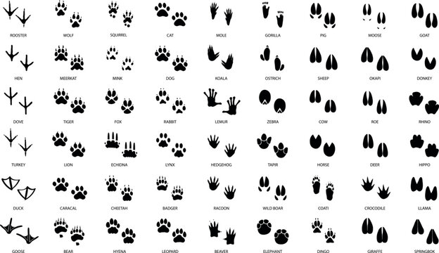 Set of animal and birds tracks with names in black colour