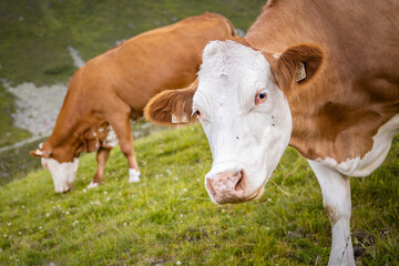 Naklejka na ściany i meble 2 biologically happy cows on the mountain pasture