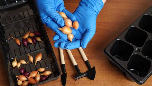 Let's consider and prepare the onion for planting in the ground.