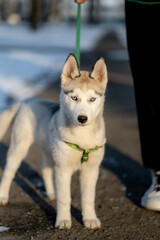 siberian husky puppy with bokeh sunlight in winter on a walk