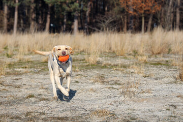 Vrolijke spelende labrador