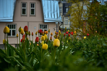 Naklejka premium Wiosna tulipany