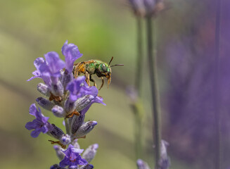 A green metallic sweat bee (Agapostemon) grooming its tongue on lavender flower with a green background
