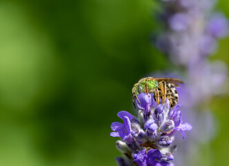 A green metallic sweat bee (Agapostemon) gathering nectar and pollen on lavender flower with a green background