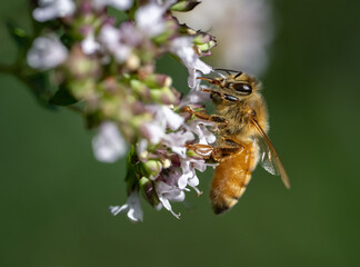 A Honey Bee gathering nectar and pollen from oregano flowers (Apis mellifera)