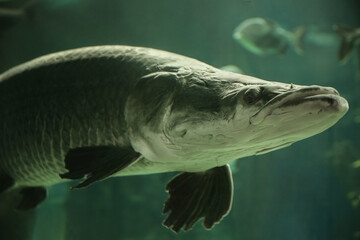 Fish under water. Arapaima fish - Pirarucu Arapaima gigas one largest freshwater fish. Fish in the...