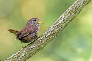 Wren perched on branch