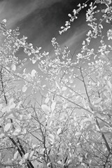 Infrared Spring Flowers