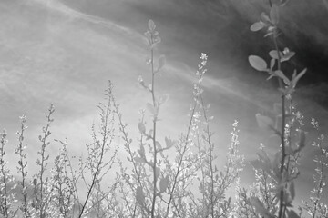 Infrared Spring Flowers