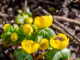Biene bei mehreren Winterling Bl&uuml;ten seitlich