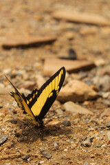 Yellow Butterfly , Broad-banded Swallowtail , Astyalus Swallowtail , Heraclides astyalus