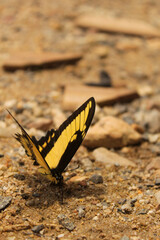 Obraz na płótnie Canvas Yellow Butterfly , Broad-banded Swallowtail , Astyalus Swallowtail , Heraclides astyalus