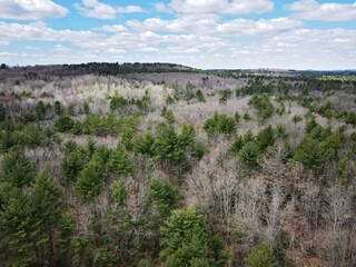 Forest in the Fall from Above