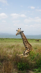 giraffe in the savannah