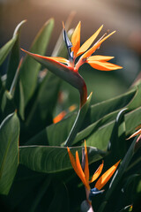 Strelitzia reginae. Rajski ptak. Kwiaty z Madery - obrazy, fototapety, plakaty