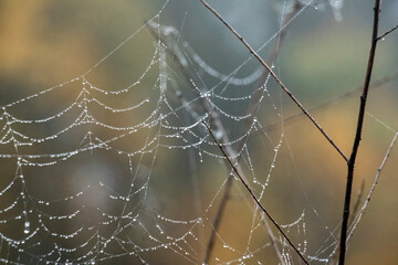 Water Drops Spider Web