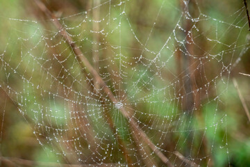 Water Drops Spider Web