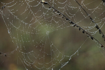 Water Drops Spider Web