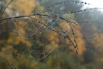 Water Drops Spider Web
