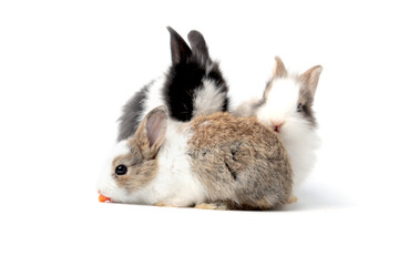 Adorable fluffy young rabbits eating delicious carrot together on white background, feeding lovely and cute young bunny vegetarian pet animal with organic vegetable, healthy vegan food with pet