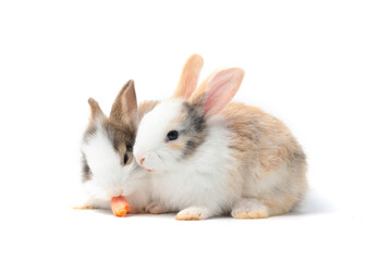 Two adorable fluffy young rabbits eating delicious carrot together on white background, feeding...