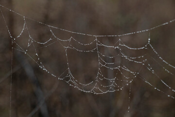 Water Drops Spider Web