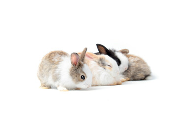 Group of adorable fluffy rabbits stand in row on white background, portrait of cute bunny pets animal