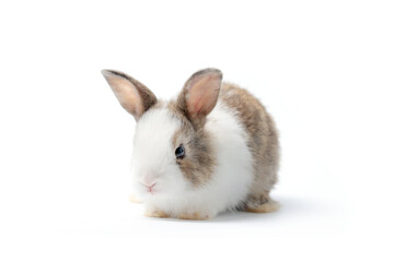 Adorable fluffy rabbit on white background, portrait of lovely and cute young bunny pet animal