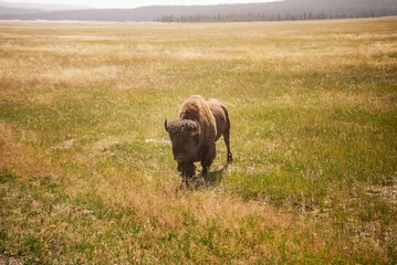 Bison/Buffalo in Yellowstone National Park