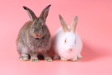 Obraz premium Happy fluffy white and gray bunny rabbit on sweet pink background, portrait of lovely and cute bunny pet animal