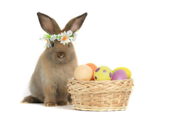 Portrait of lovely and cute pappy fluffy brown bunny rabbit wearing daisy flower crown with basket painted Easter egg on white background. celebrate Easter holiday and spring coming concept.