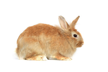 Adorable happy fluffy rabbit, brown  bunny pets on white background,  portrait of lovely and cute  bunny pet animal