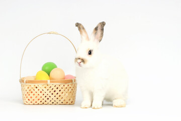 Portrait of happy fluffy aorable white bunny rabbit  with basket painted Easter egg on white background. celebrate Easter holiday and spring coming concept.