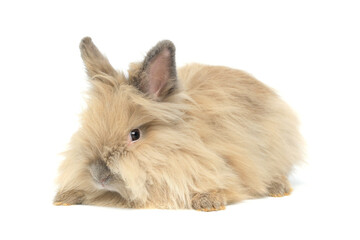 Obraz premium Portrait of lovely and cute young Lionhead rabbit with brown long hair, happy adorable fluffy bunny pet on white background.