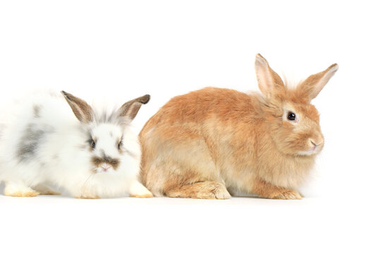 Two happy fluffy rabbit, brown and white bunny pets on white background,  portrait of lovely and cute  bunny pet animal